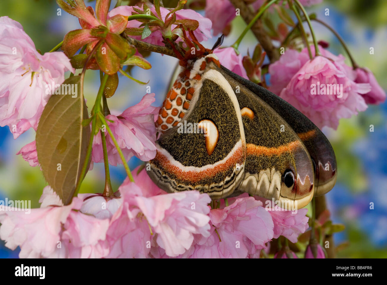 Cecropia moth hyalophora cecropia wing Banque de photographies et d ...