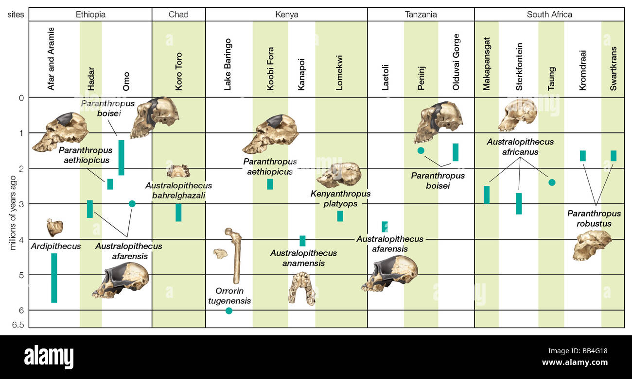 Calendrier archéologique combinant l'information géographique et chronologique sur australopith de fossiles. Banque D'Images