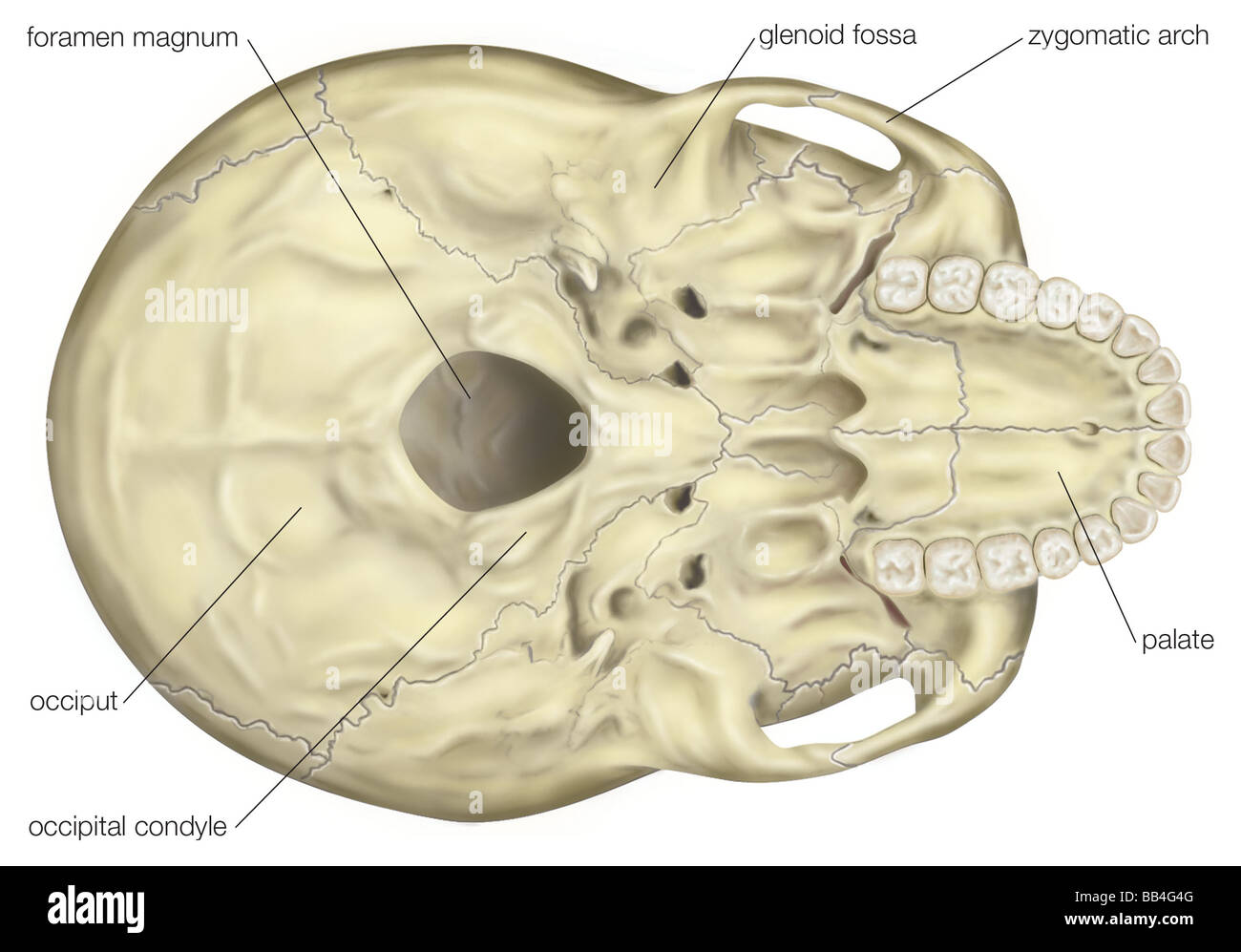 Vue sur la base de le crâne humain, montrant l'emplacement central du foramen magnum. Banque D'Images