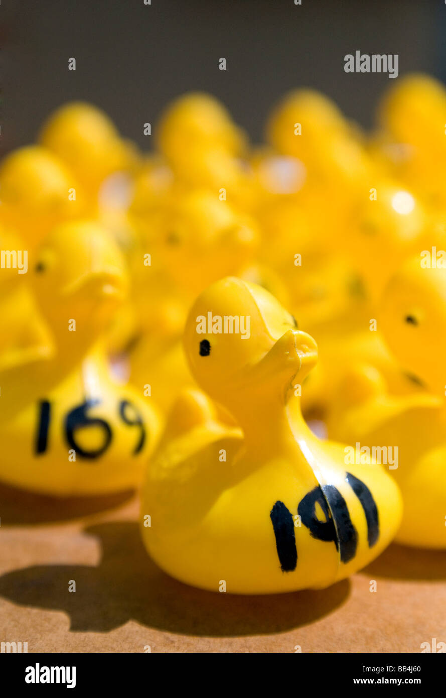 Canard en plastique les participants à une course de canards de bienfaisance à Wallingford, Oxfordshire, UK Banque D'Images