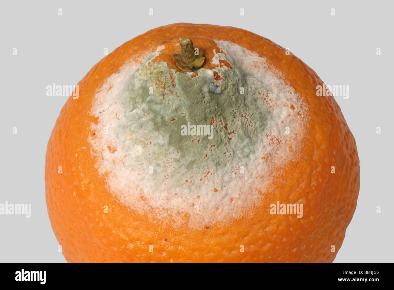 Moule verte Penicillium digitatum sur un stockage des fruits orange Banque D'Images