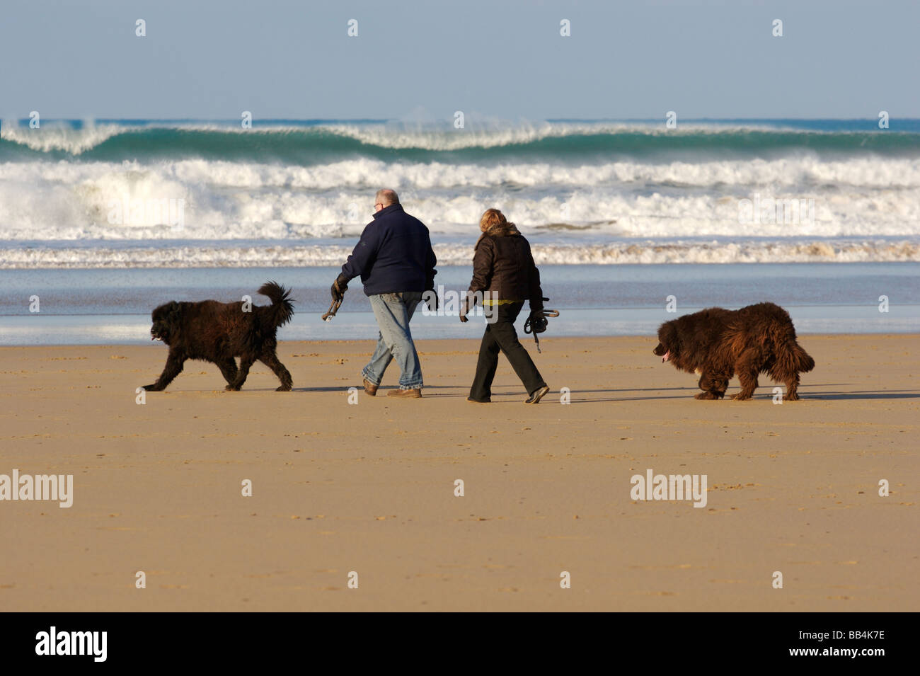 Balade avec les chiens Terre-neuve sur baie de Watergate's dog-friendly beach Banque D'Images