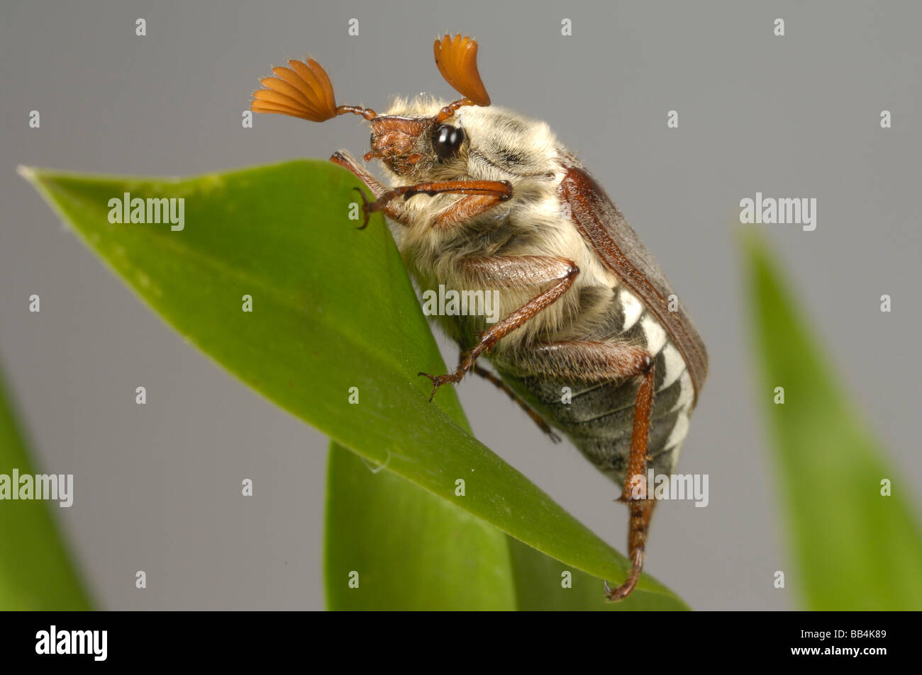 Catégorie : adultes Melolontha melolontha ou bug on a leaf Banque D'Images