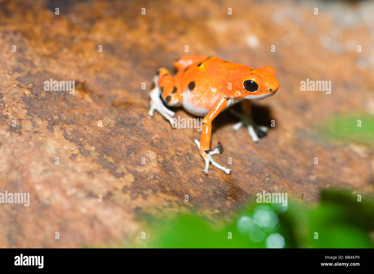 Strawberry poison dart frog on rock Banque D'Images