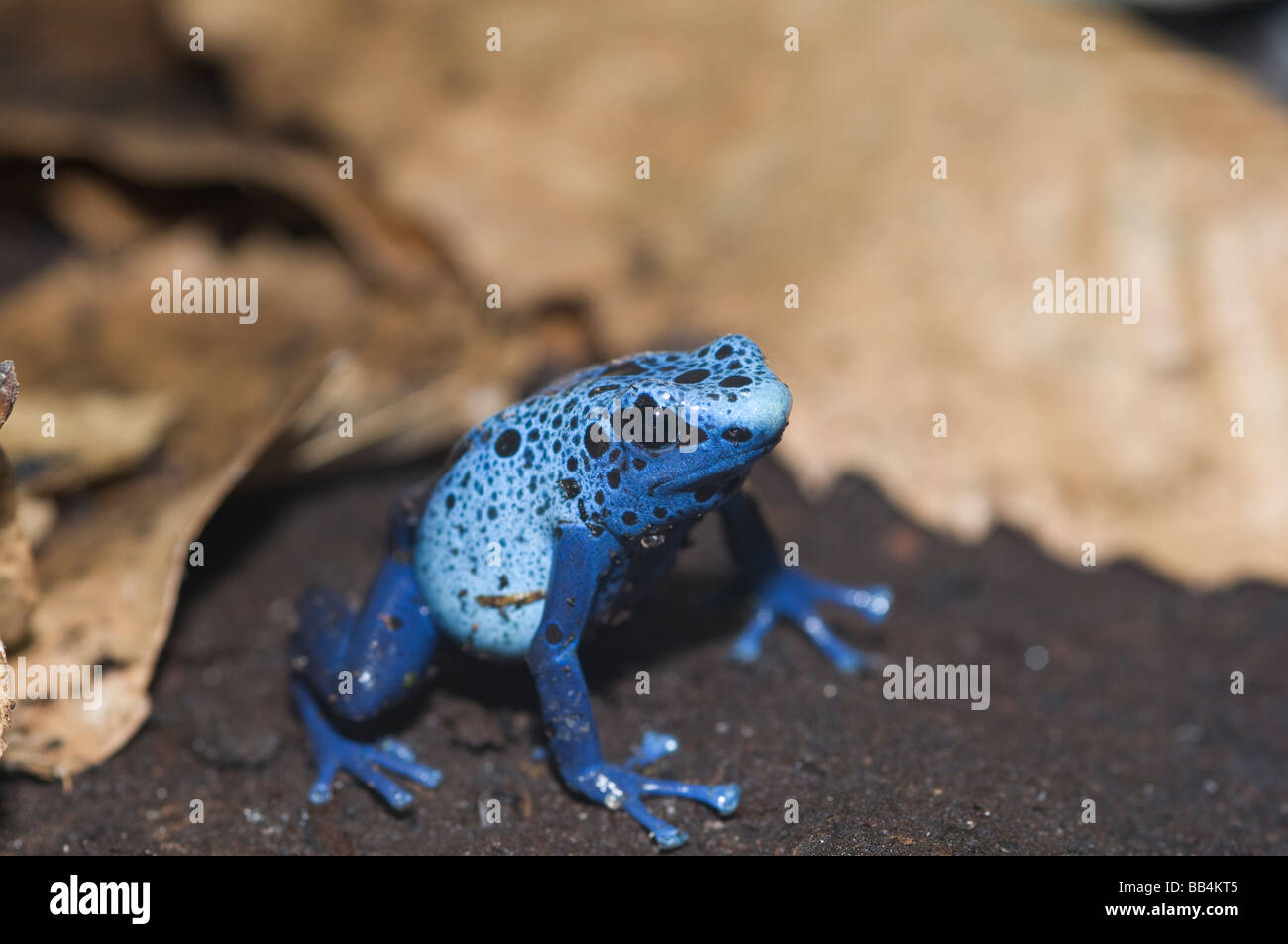 Blue poison dart frog chez les feuilles mortes Banque D'Images