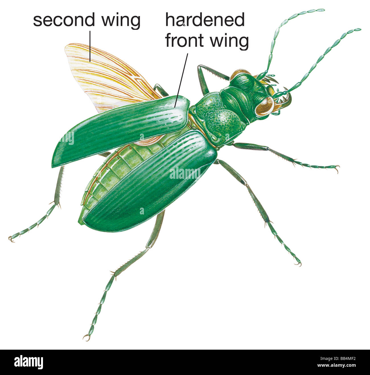 Six points green tiger beetle (Cicindela sexguttata) Banque D'Images