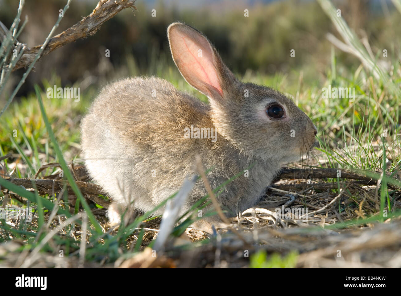 Jeune lapin (Oryctolagus cuniculus) Banque D'Images