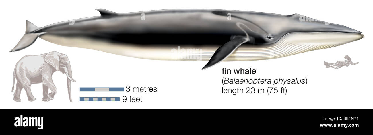 Rorqual commun (Balaenoptera physalus) Banque D'Images