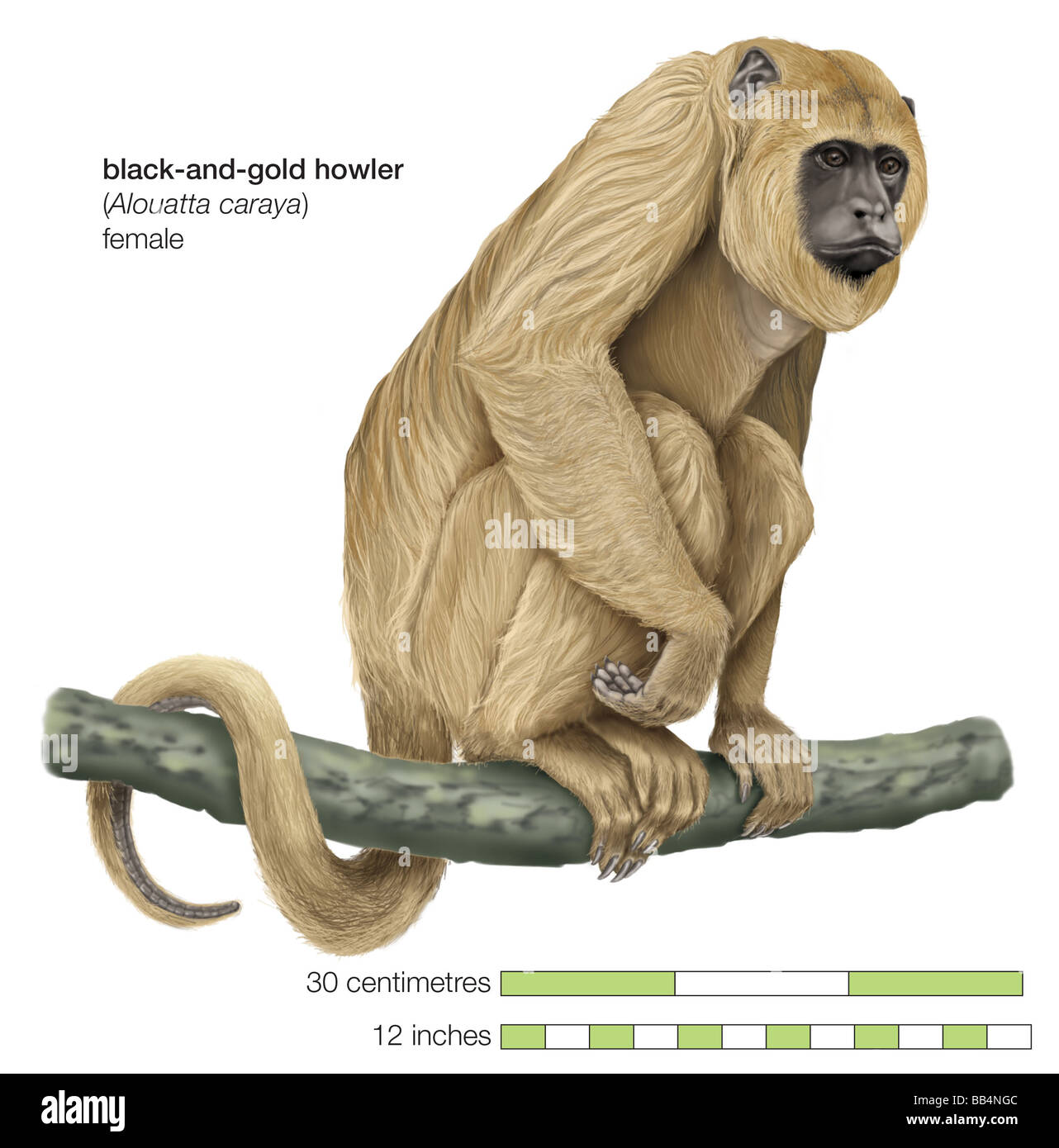Femme noir-et-or singe hurleur (Alouatta caraya) Banque D'Images