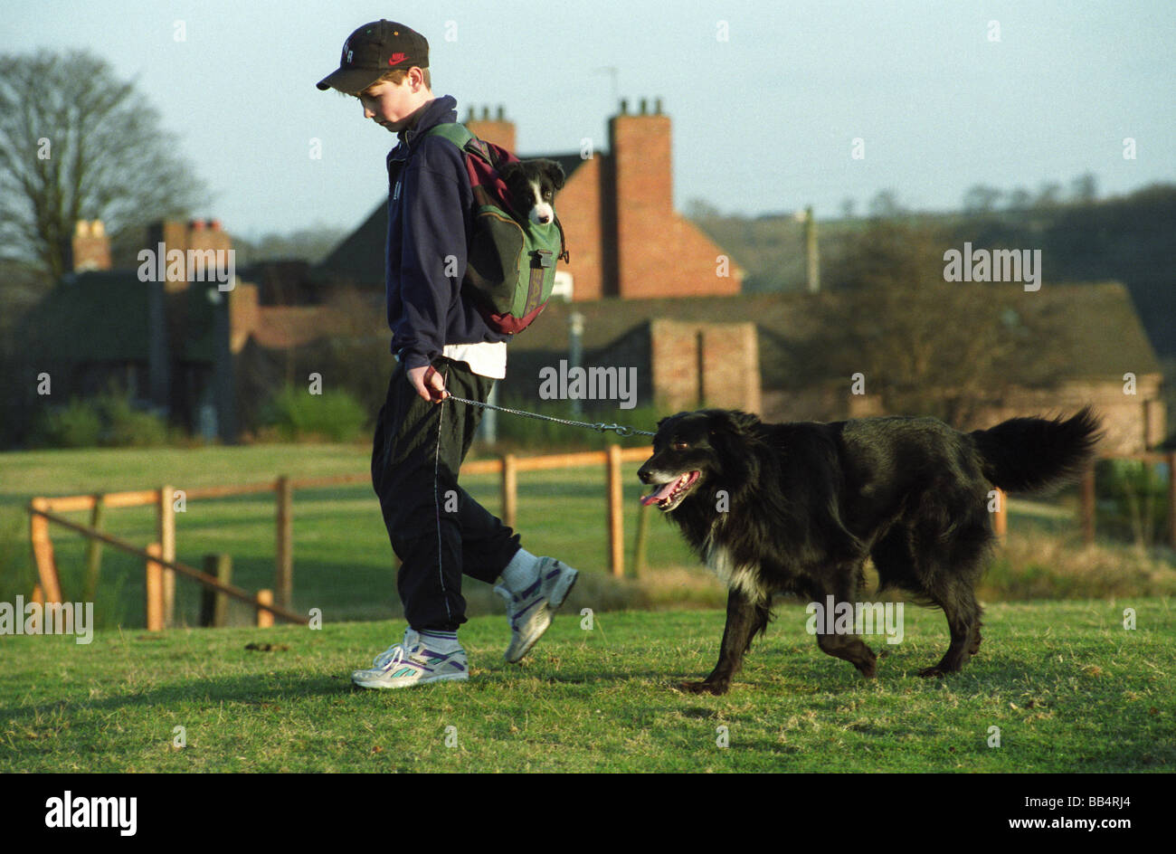 Chiot Border Collie porté dans un ruck sack par jeune garçon uk Banque D'Images