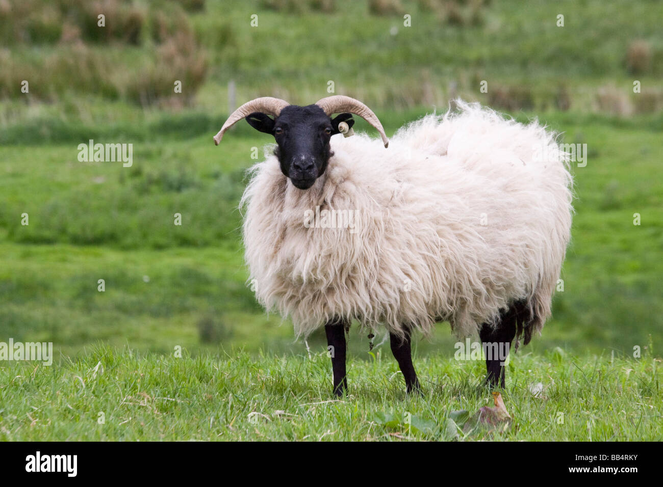 L'Europe, l'Irlande, dans le comté de Mayo, Westport. Close-up d'un mouton dans la campagne irlandaise. Banque D'Images