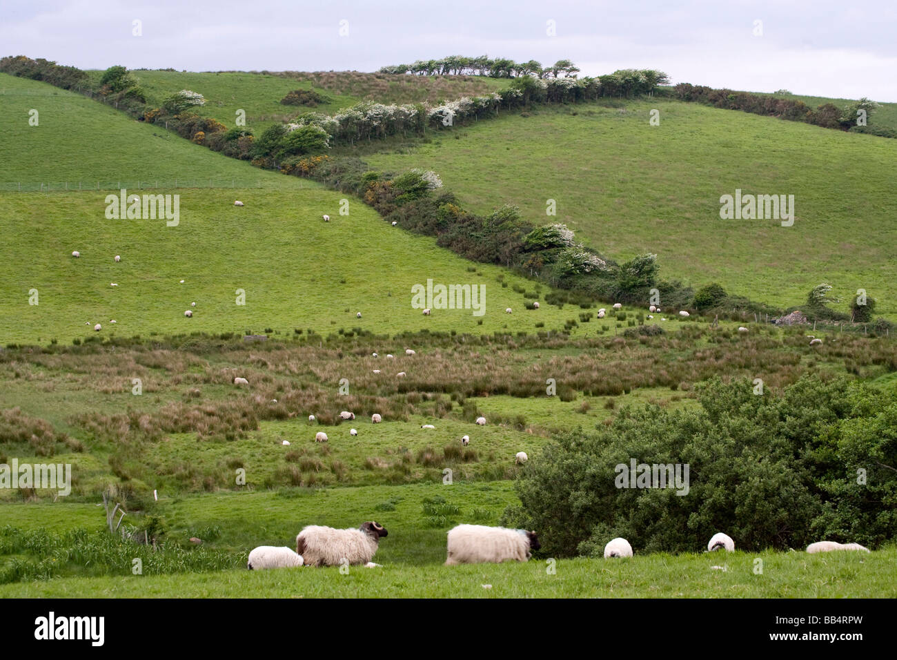 L'Europe, l'Irlande, dans le comté de Mayo, Westport. Les moutons dans la campagne irlandaise. Banque D'Images