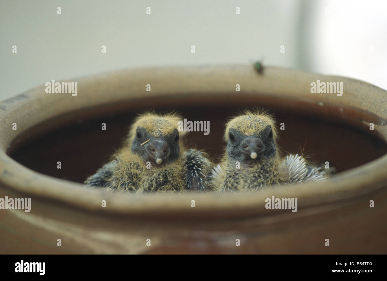 Jeune Pigeon Columba Livia Peu Apres La Naissance De Poussins Dans Un Nid Sur Un Balcon Urbain Photo Stock Alamy
