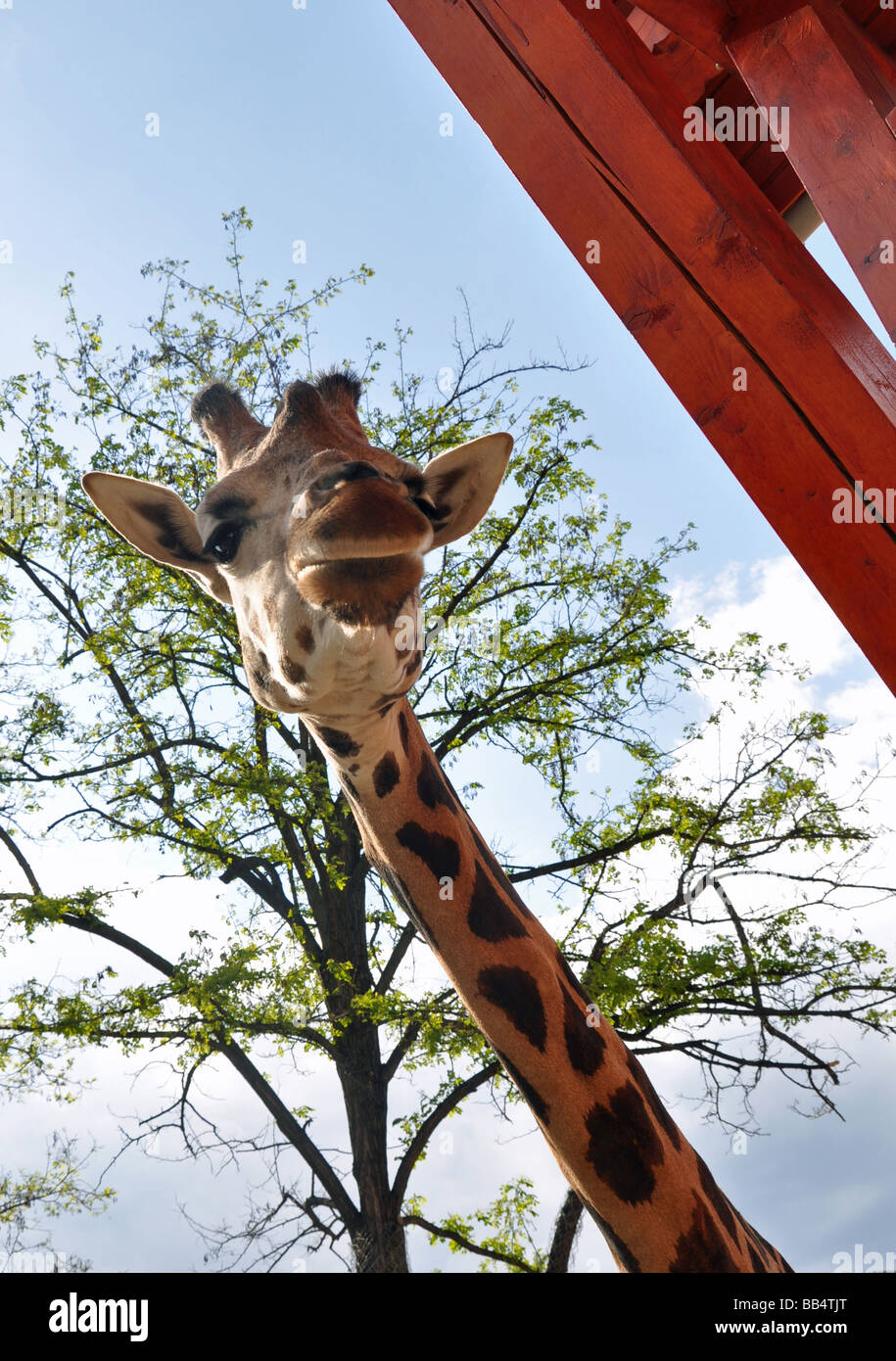 Une girafe au Zoo de Budapest, Hongrie Banque D'Images