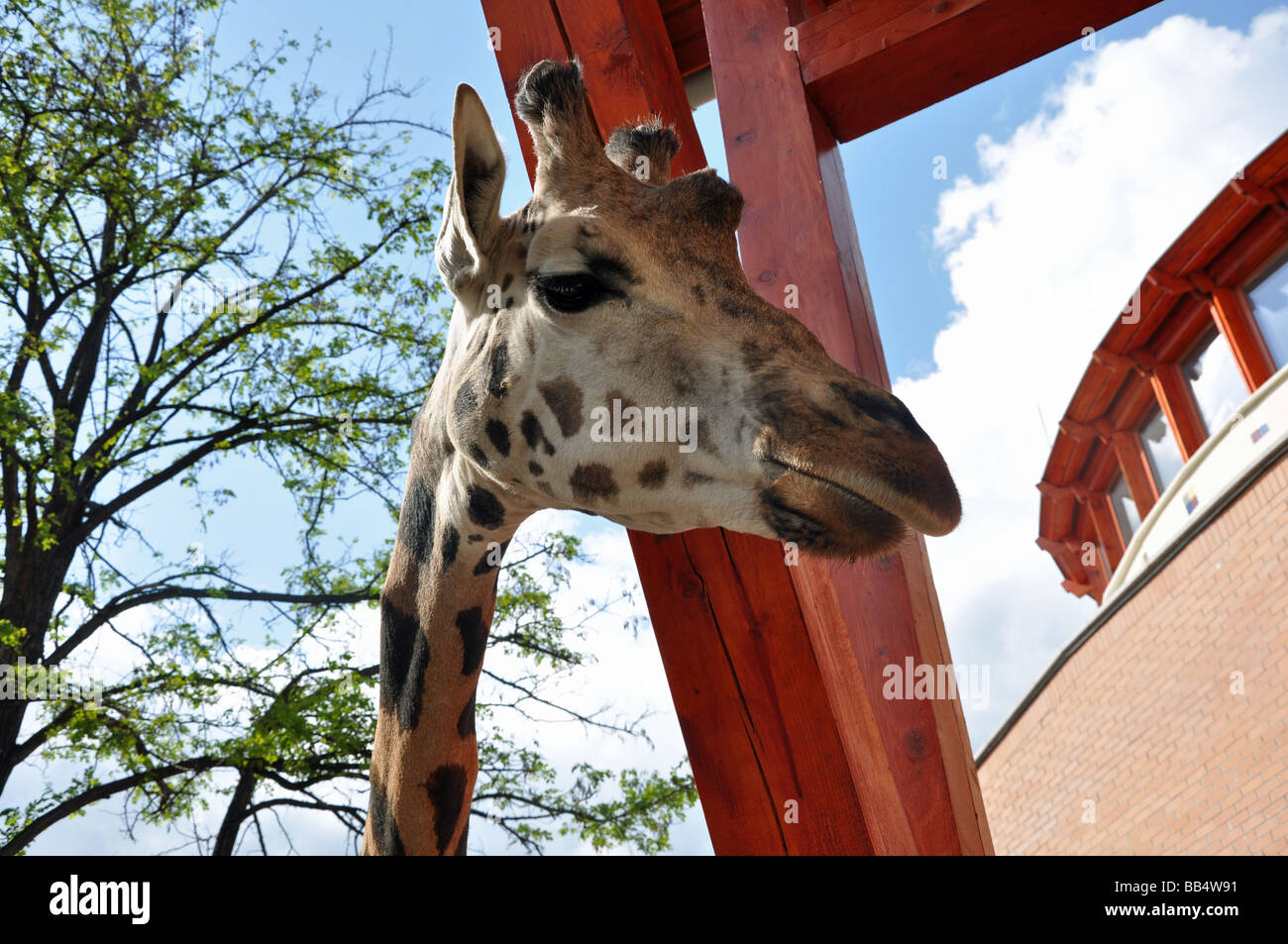 Un curieux Girafe au zoo de Budapest, Hongrie Banque D'Images