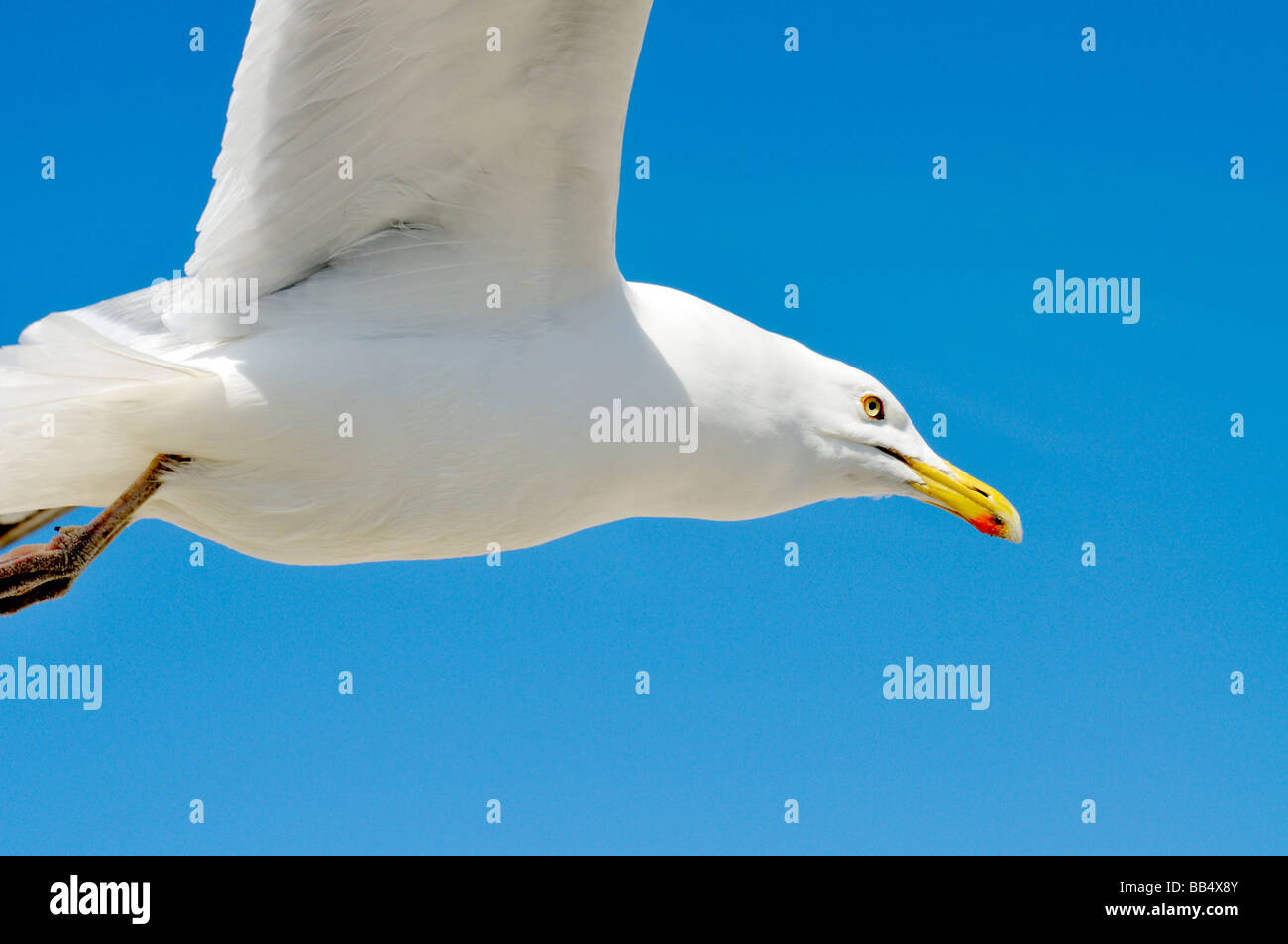 Close up of bright white mouette en vol contraste avec ciel bleu profond clair Banque D'Images