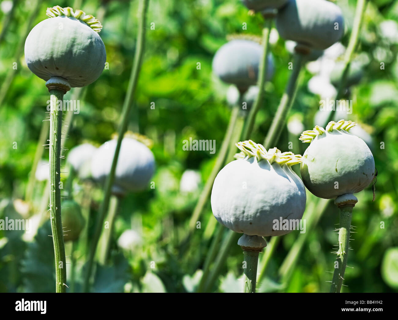 Les gousses de graines de pavot à opium Banque D'Images