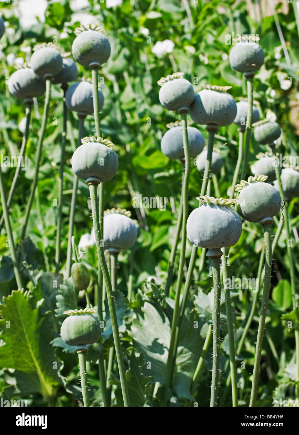 Les gousses de graines de pavot à opium Banque D'Images