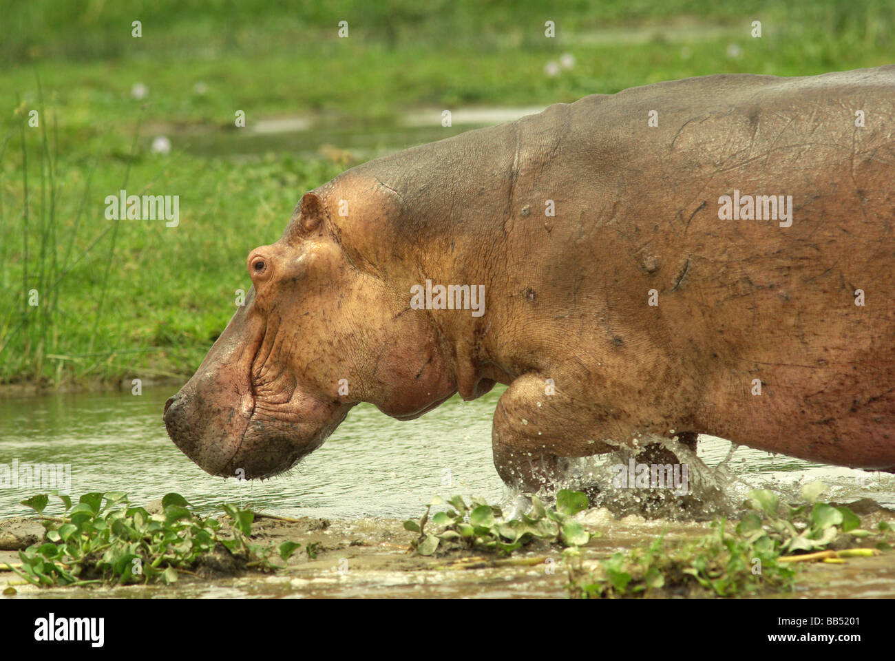- Hippopotame Hippopotamus amphibus Banque D'Images