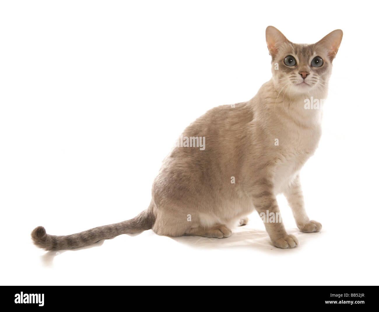 Tonkinois Mink Tabby Bleu Caramel base adult cat Sitting Studio portrait Banque D'Images