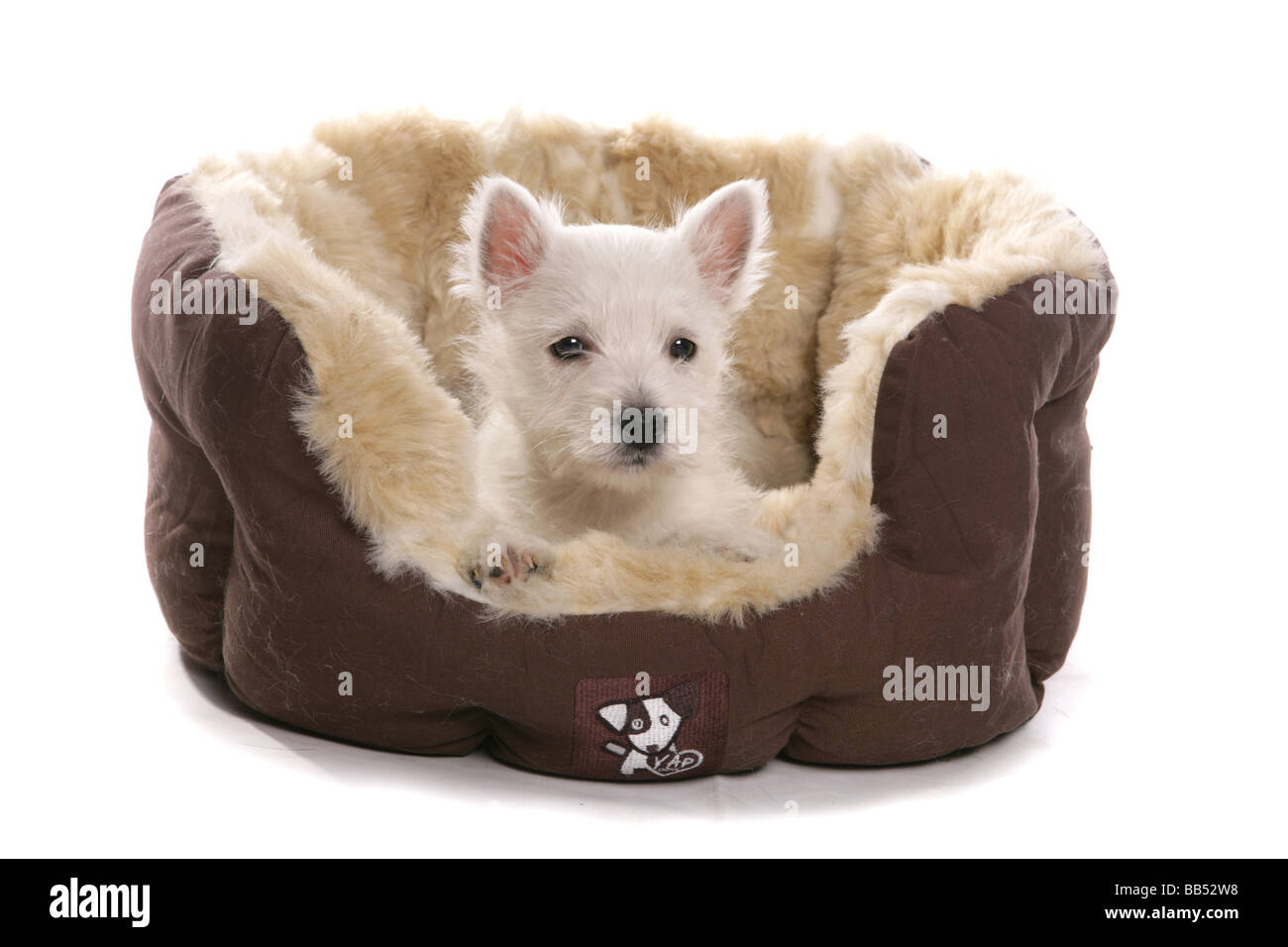 West Highland White Terrier puppy au lit Studio Portrait Banque D'Images