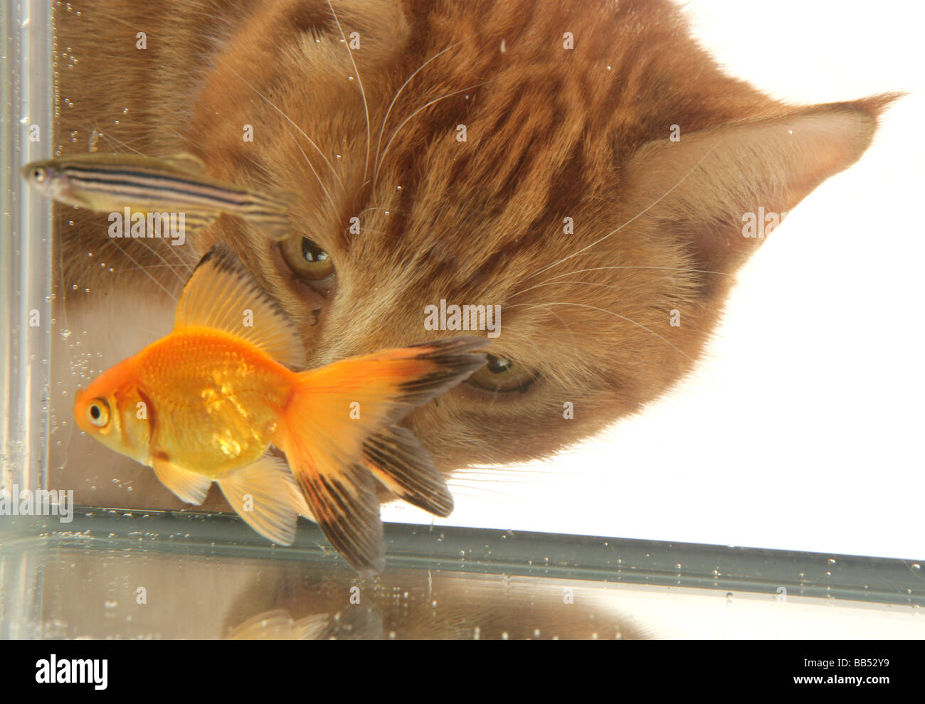 Le gingembre cat looking at goldfish fantail Potrait Studio Banque D'Images