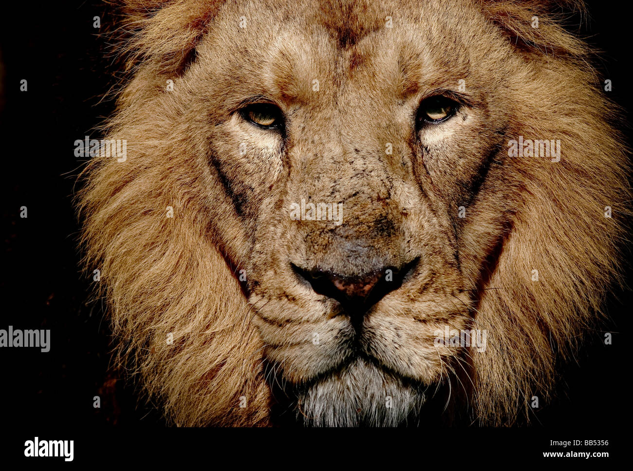 Asiatic lion portrait Banque D'Images