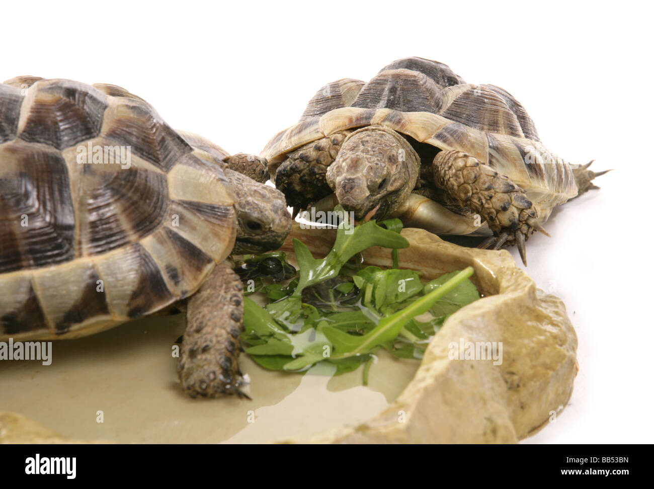 Paire de tortues d'Hermann dans un studio portrait de l'alimentation Banque D'Images