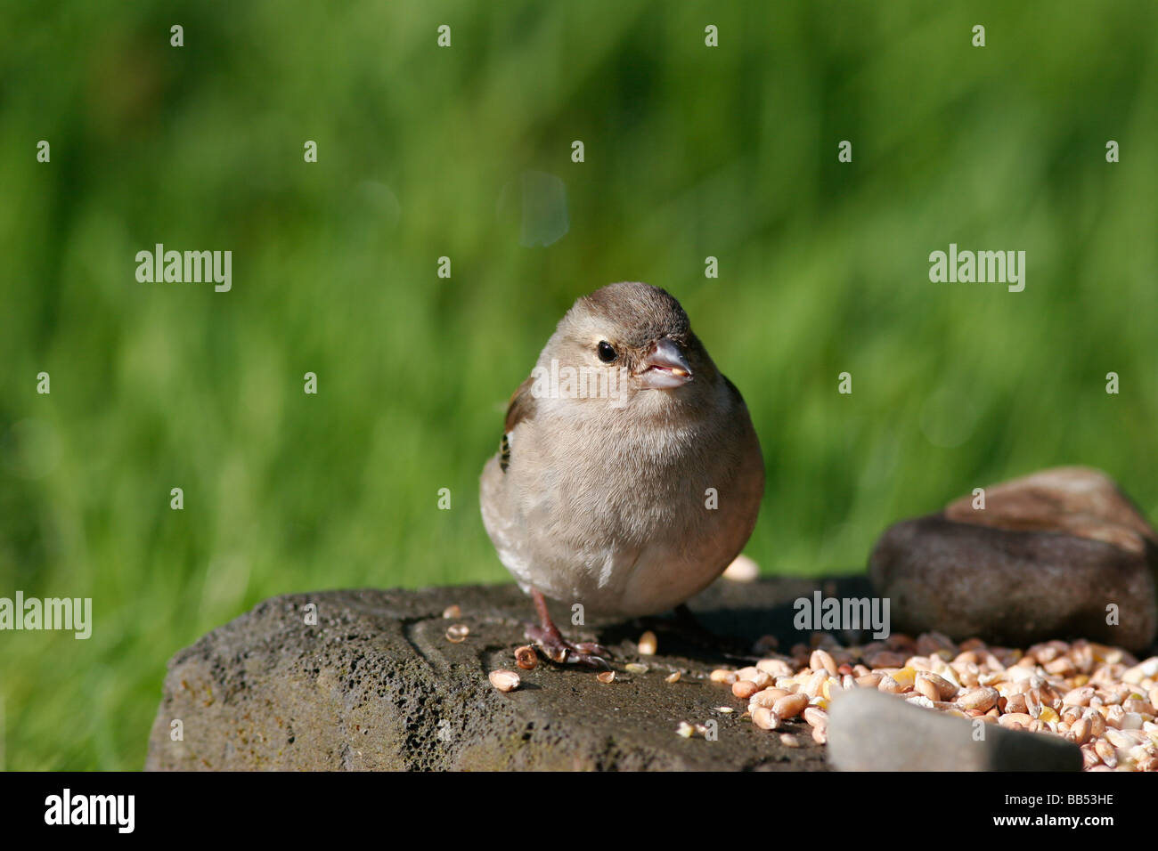 Chaffinch femelle sur l'île de Mull, en Ecosse Banque D'Images