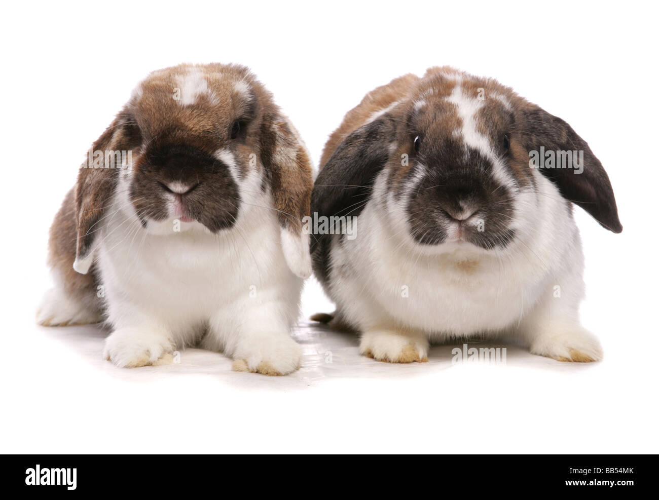 Deux lop oreilles lapins assis dans un studio Banque D'Images