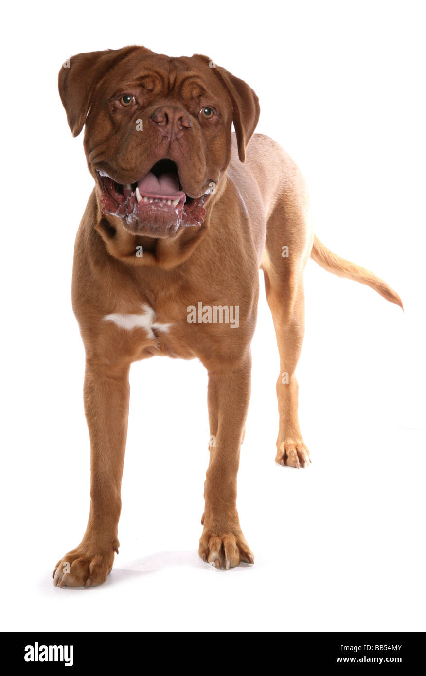 Dogue de Bordeaux mastiff français debout dans un studio Banque D'Images