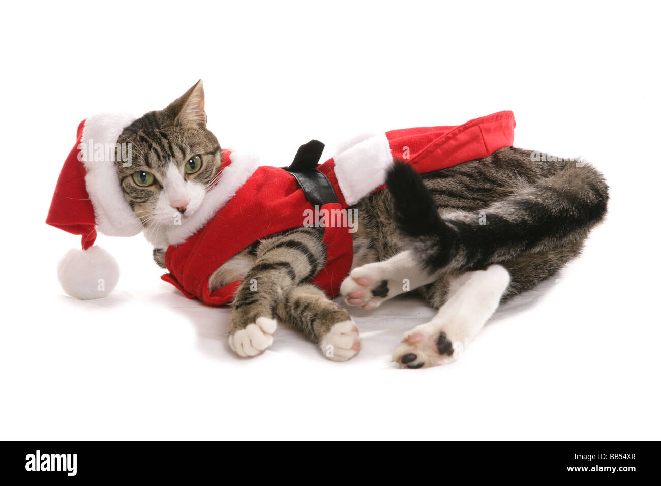 Chat habillé en vêtements de Noël Banque D'Images