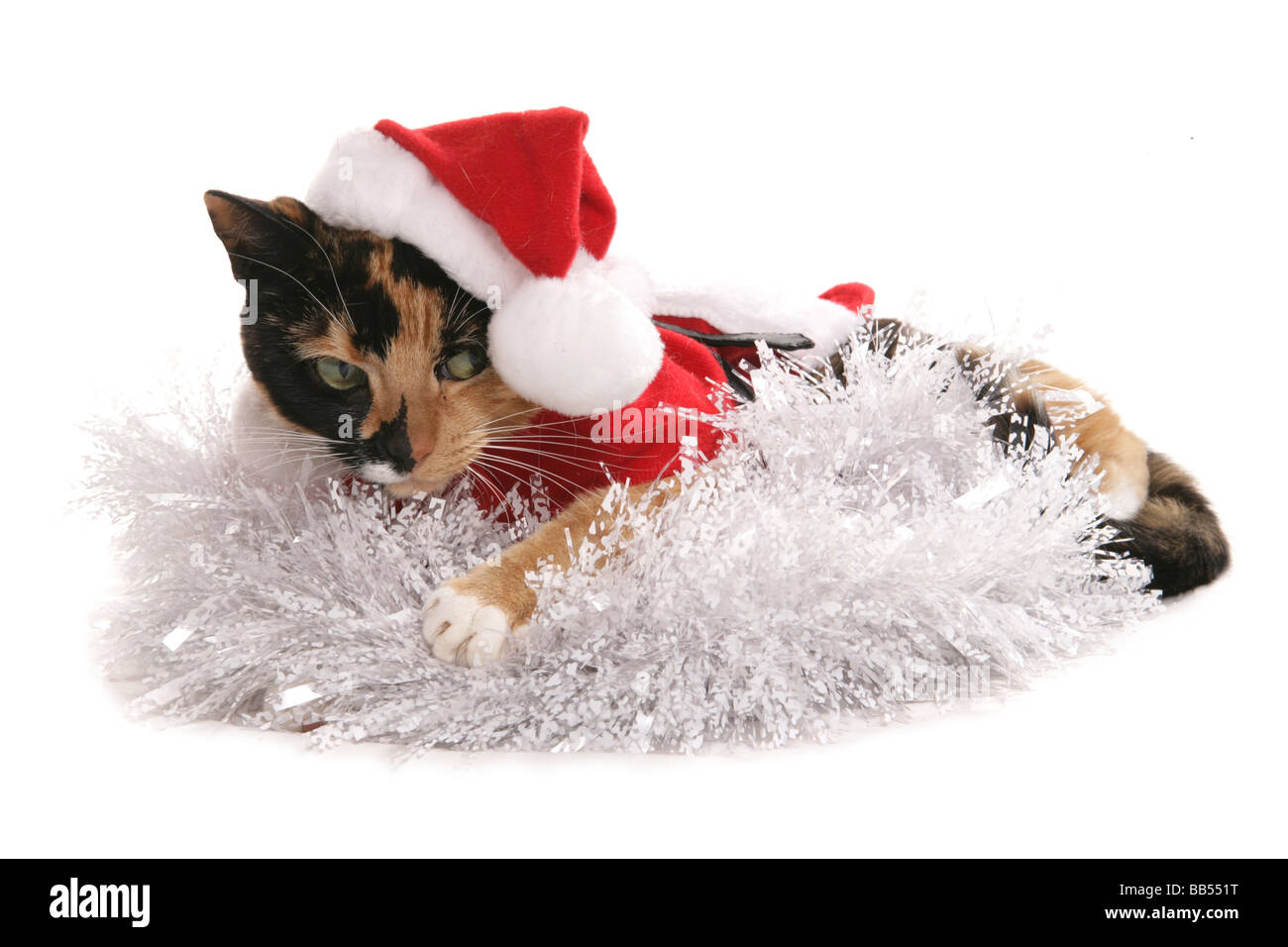 Chat habillé en vêtements de Noël Banque D'Images