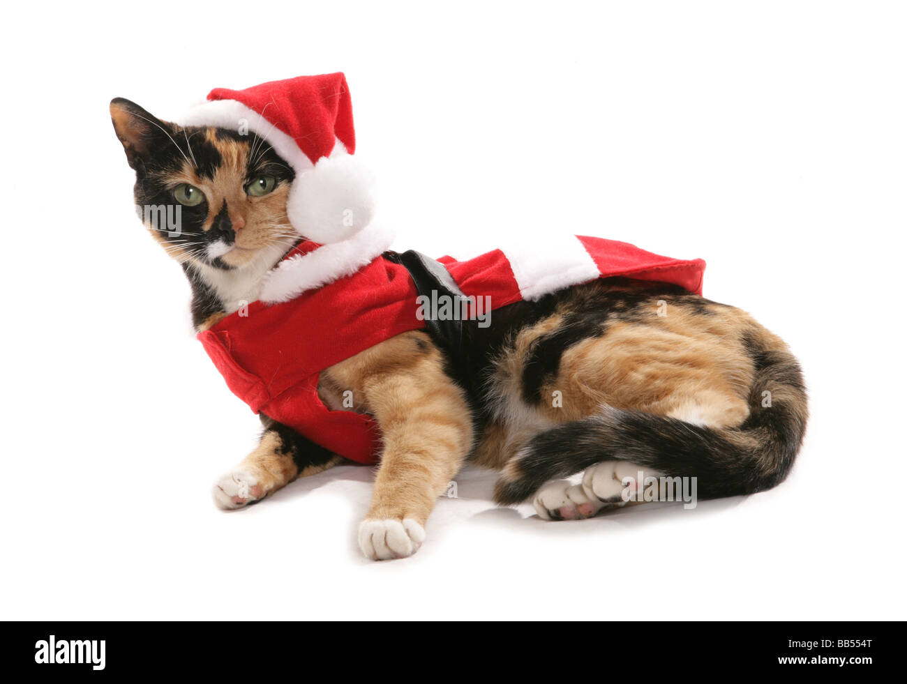 Chat Habille En Vetements De Noel Photo Stock Alamy