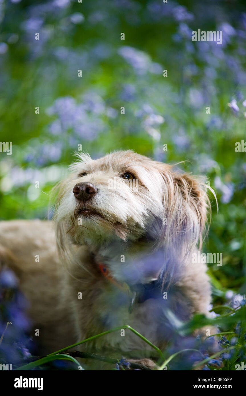 Mignon, doux, inhabituel chien k9 dans une posture détendue avec des oreilles adorables tout en étant alerte et attrayant comme le meilleur ami de l'homme Banque D'Images