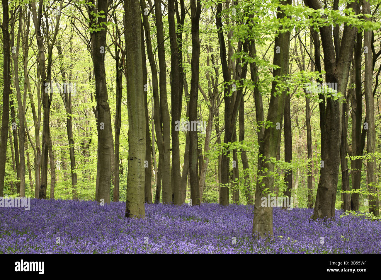 Spring Bluebells - jacinthoides non scripta dans West Woods bluebell Wood, Lockeridge, Marlborough, Wiltshire, Angleterre, Royaume-Uni au printemps Banque D'Images