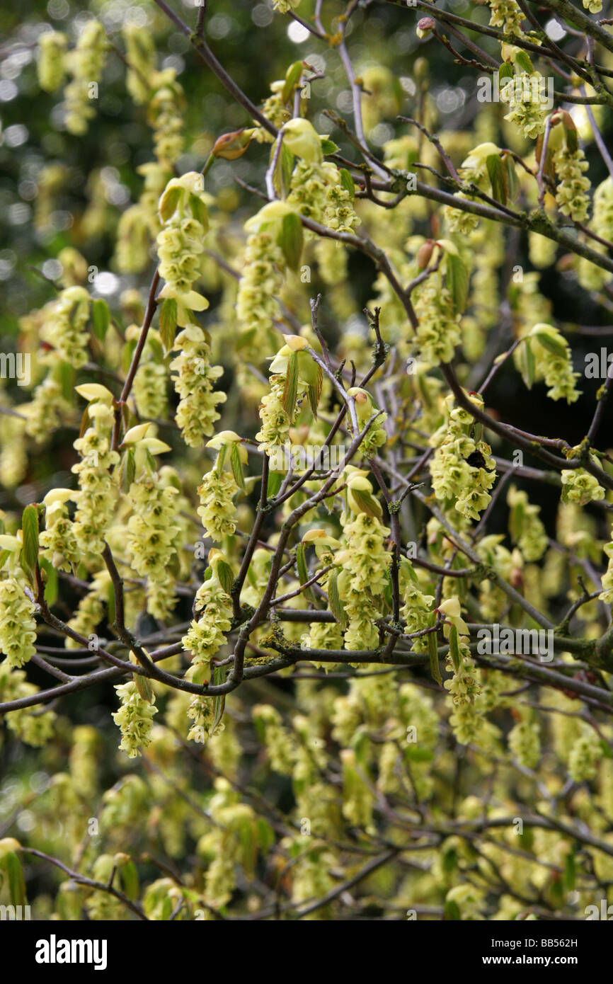 L'Hamamélis chinois ou d'hiver, Hazel Corylopsis sinensis, Hamamelidaceae Banque D'Images