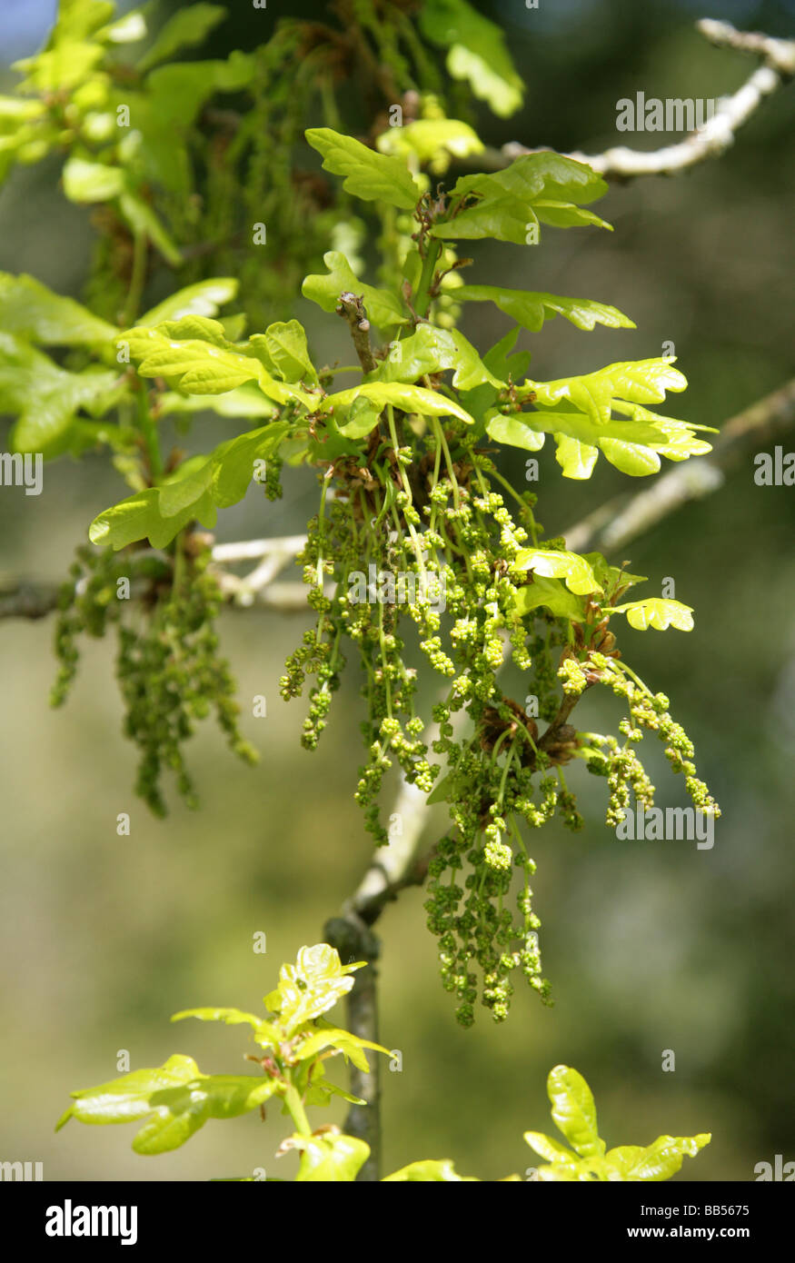 Arbre de chêne pédonculé ou Anglais Fleurs, Quercus robur, Fagaceae Banque D'Images