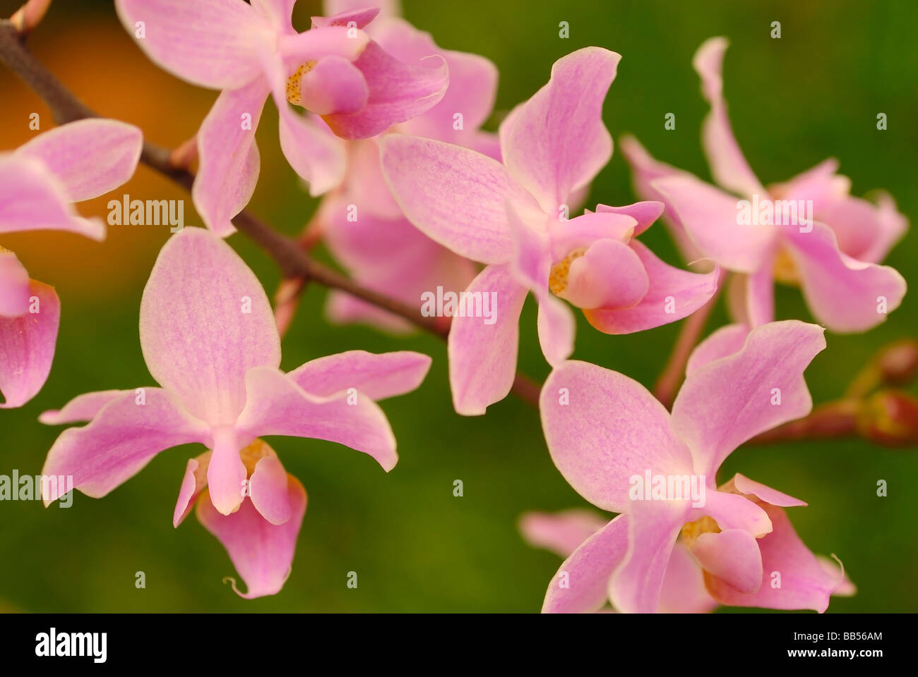 Orchidée papillon Phalaenopsis sp.'Hebe Eque x Sand', Orchidaceae Banque D'Images