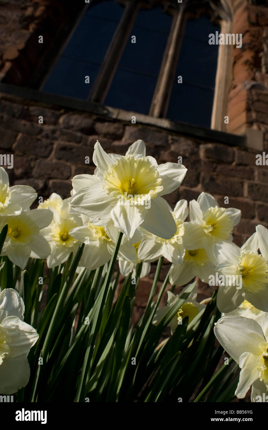 Une rangée de jonquilles en pleine floraison à l'extérieur de l'abbaye de Shrewsbury, Shropshire. Banque D'Images