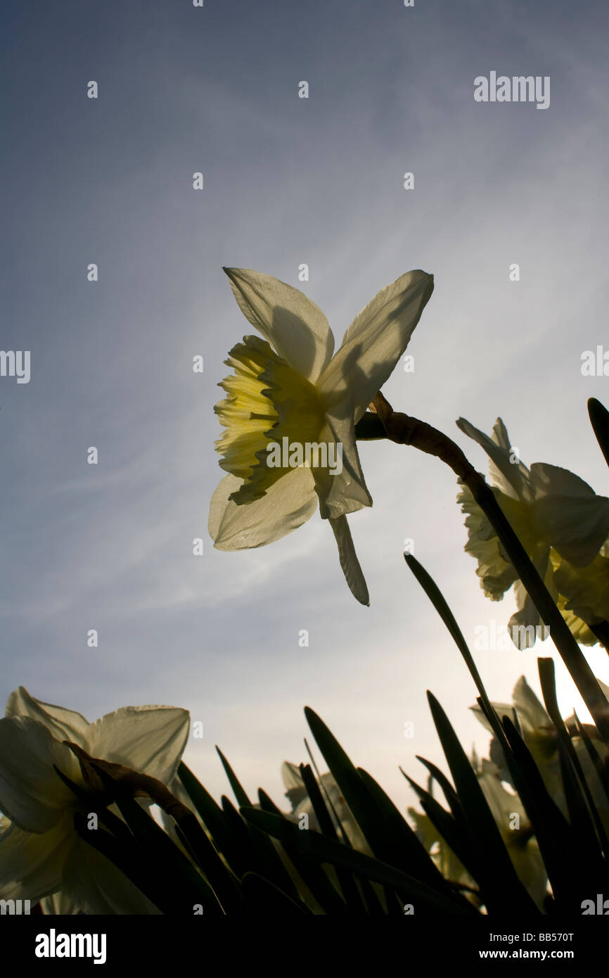 Profil d'un soleil derrière avec la jonquille Banque D'Images