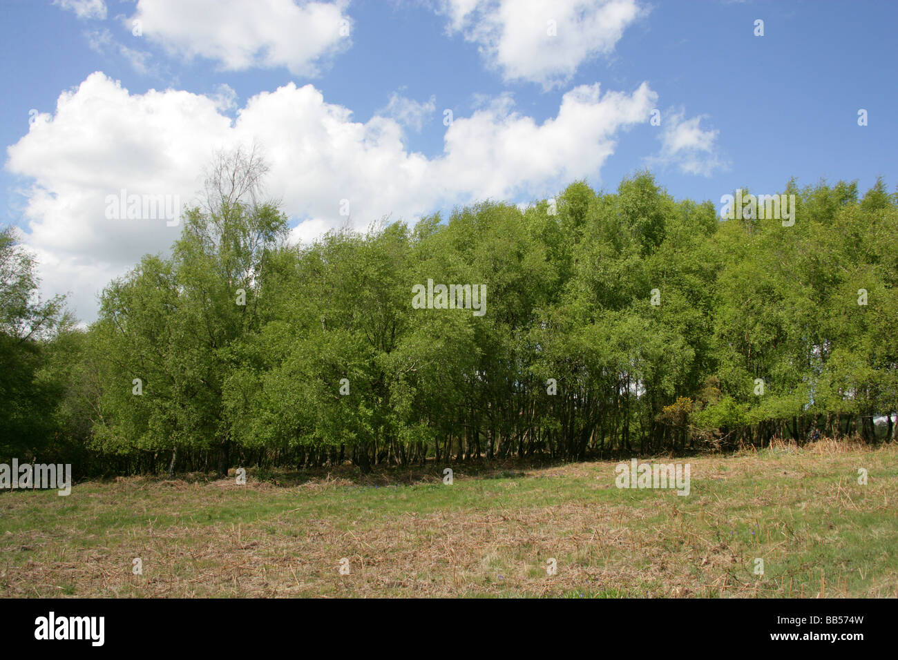 Un petit groupe d'arbres de bouleau verruqueux Bouleau pleureur européenne aka, le bouleau blanc ou Bouleau pleureur (Betula pendula Banque D'Images