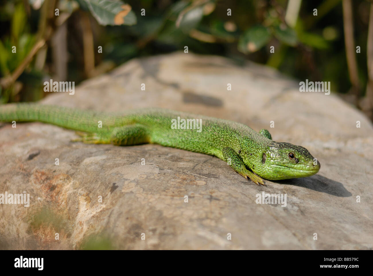 Lézard vert Lacerta viridis, Luni, Lacertidae sul Mignone, montagnes Tolfa, Viterbe, Latium, Italie Banque D'Images