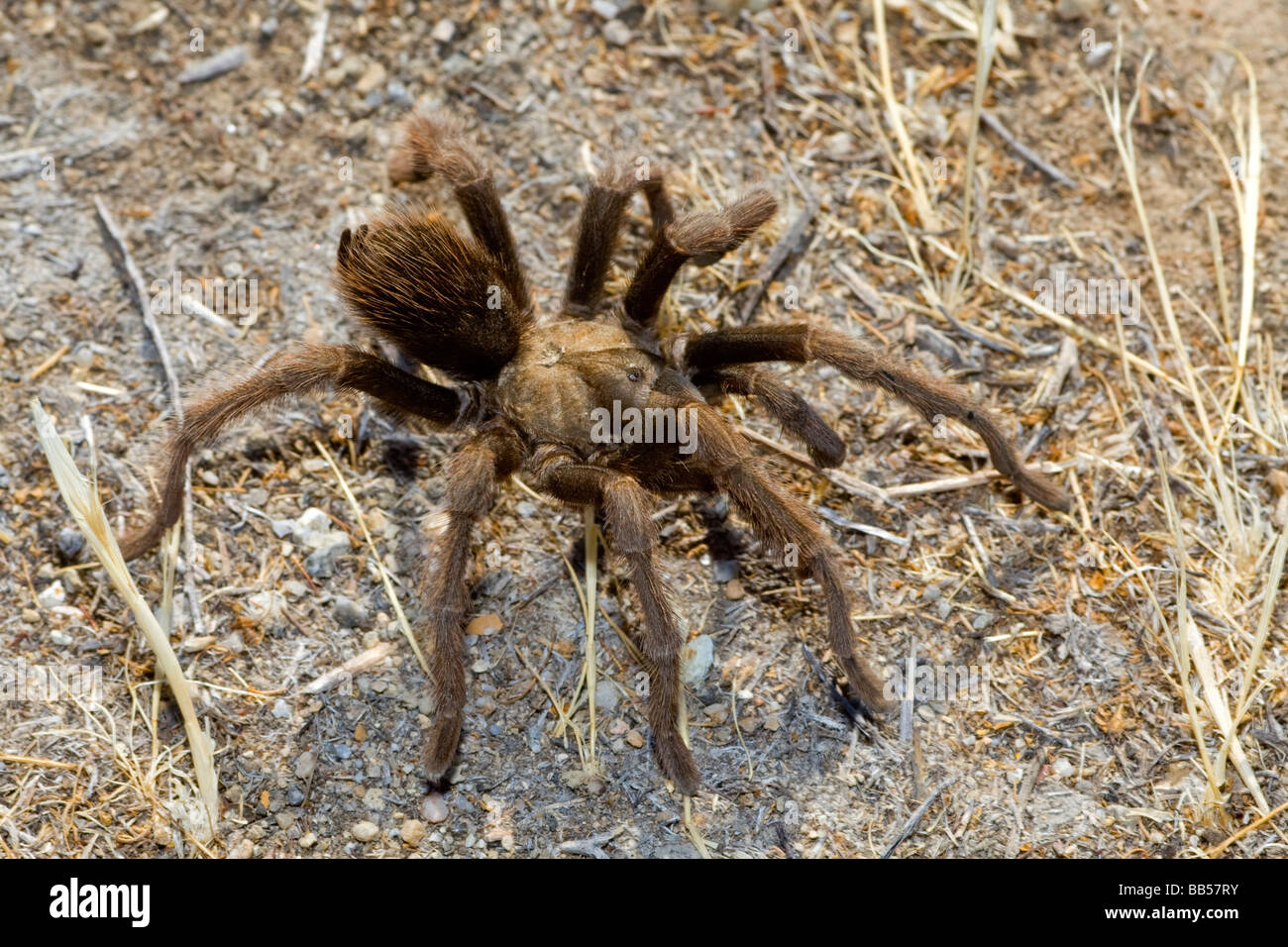 Un homme Tarantula (Aphonopelma sp.) dans la région de Carrizo Plain National Monument. Banque D'Images