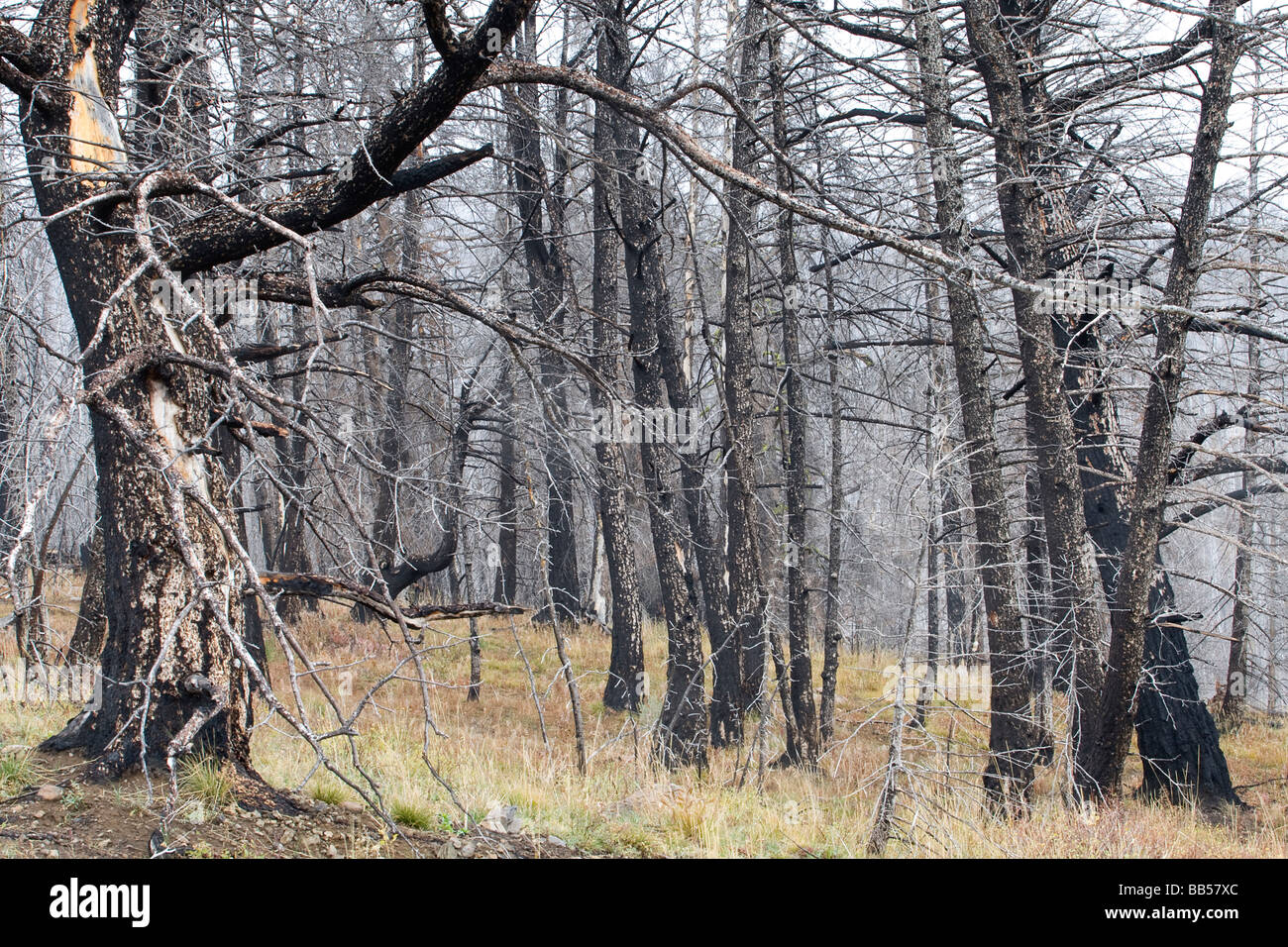 Feux de forêt dans le Parc National de Yellowstone. Banque D'Images