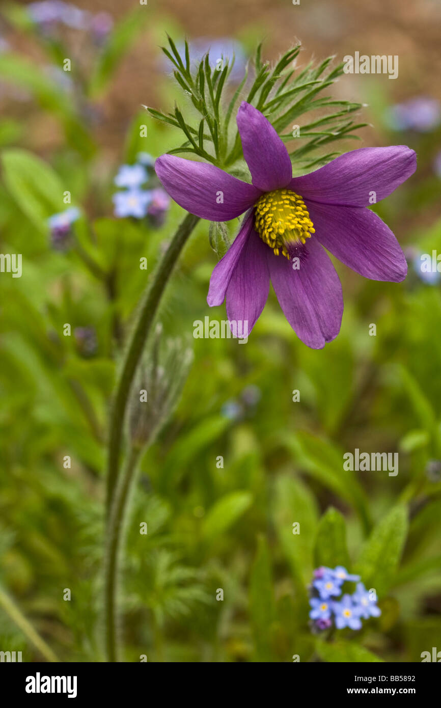 Image en gros plan d'une fleur Pulsatilla. Banque D'Images