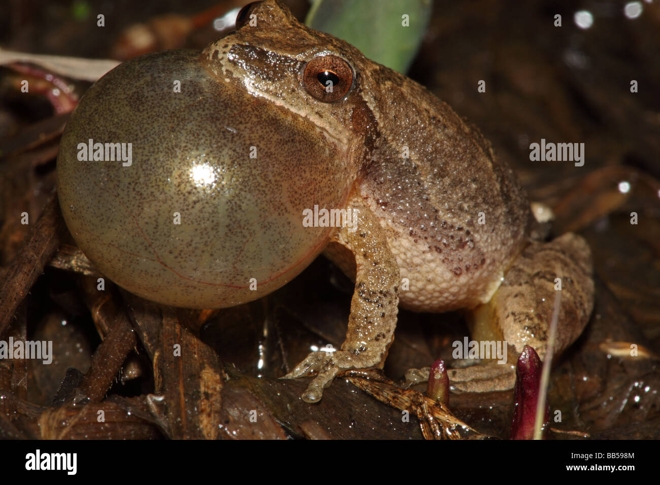 La rainette crucifère (Pseudacris crucifer) mâle appelant pour attirer des - New York - USA Banque D'Images