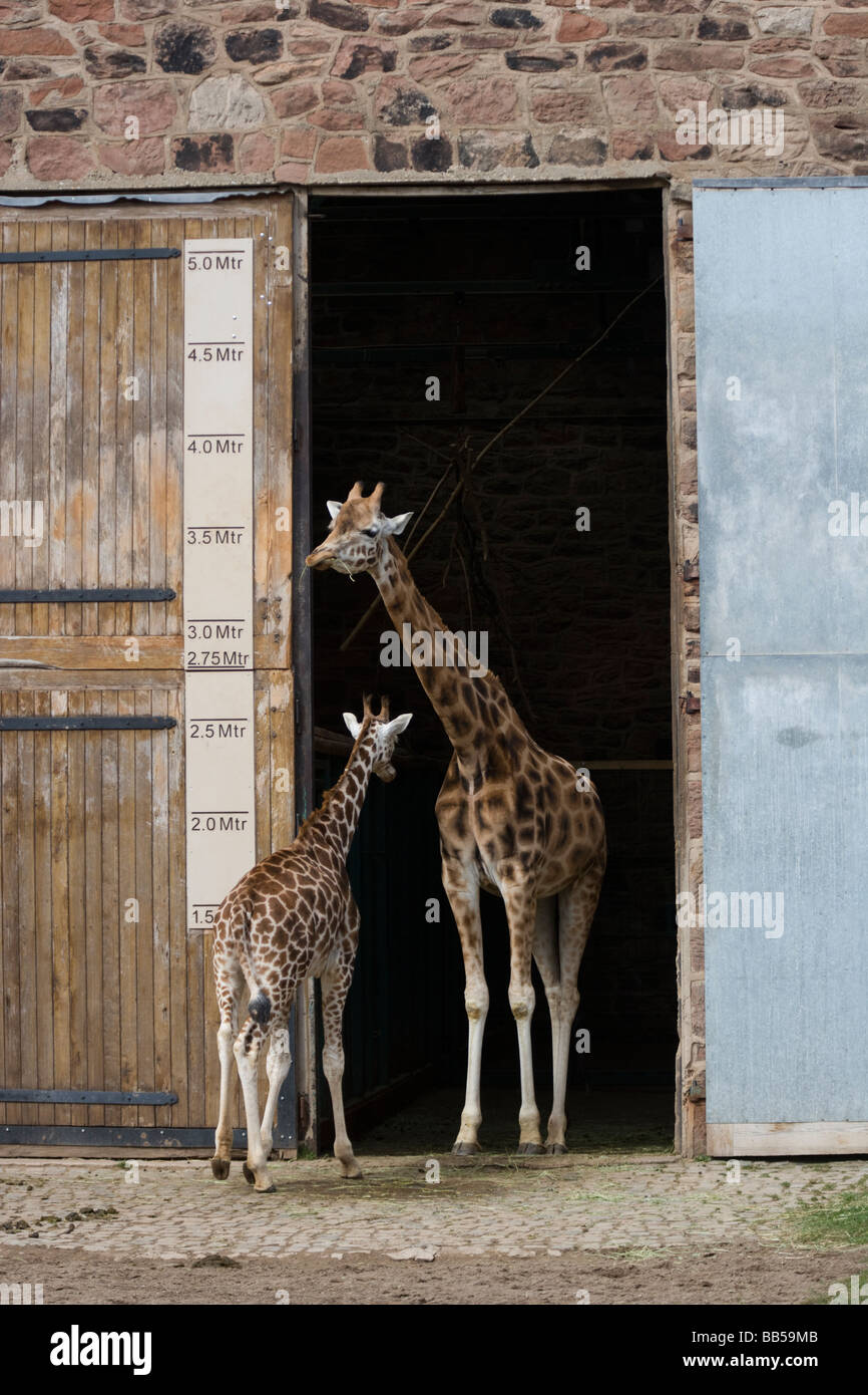 Girafe Rothschild Giraffa camelopardalis rothschildi prisonnier le Zoo de Chester England UK Banque D'Images