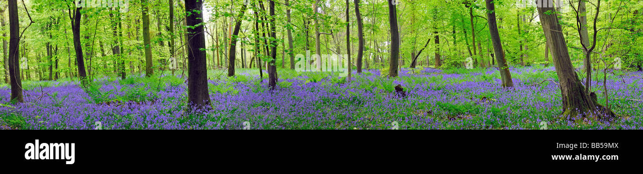 Bluebell wood dans les North Downs Surrey England UK Banque D'Images