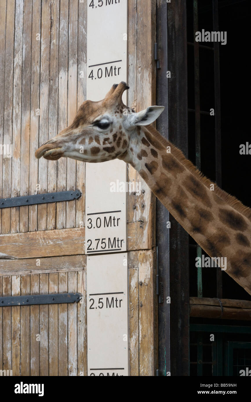 Girafe Rothschild Giraffa camelopardalis rothschildi prisonnier le Zoo de Chester England UK Banque D'Images
